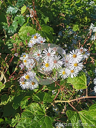 AsterÂ species are used as food plants Stock Photo